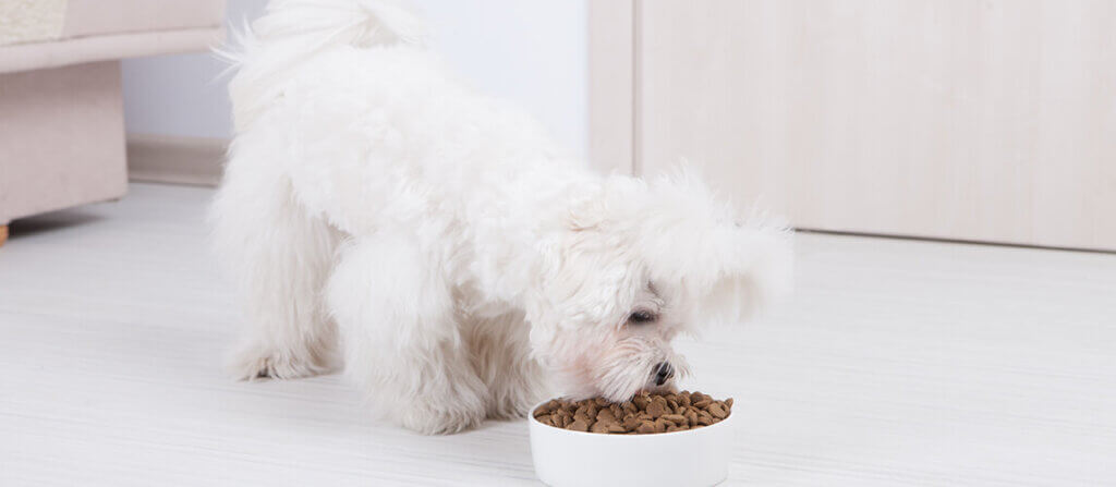 Best Dog Food Brands For Puppies