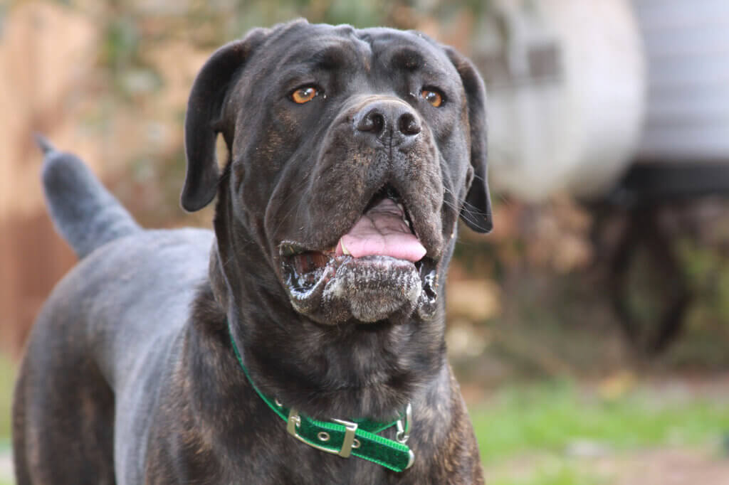 Best Dog Food Cane Corso