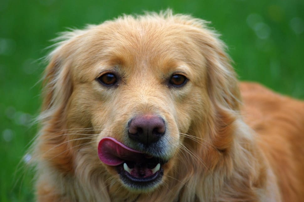 Dog Food with Ground Turkey