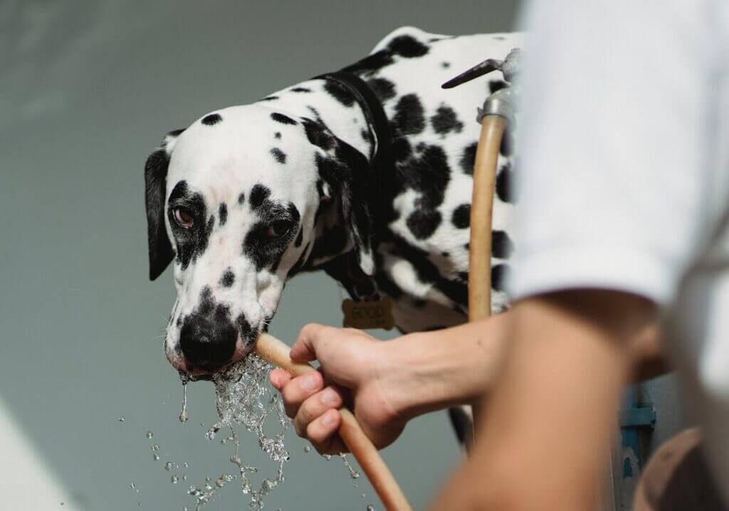 How Much Time Can a Dog Survive Without Consuming Water