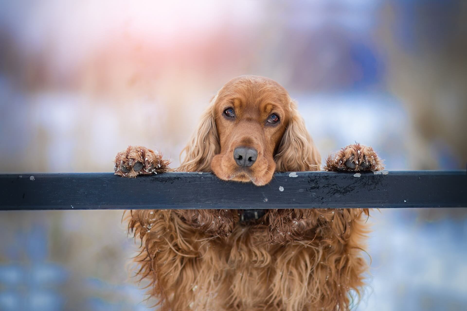 How do you train a food-obsessed dog