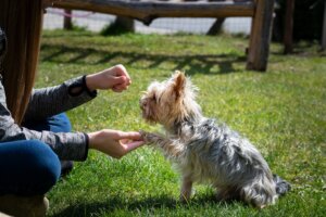 How to Train a Dog That is Not Food-Motivated