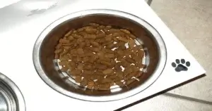 How to Make Homemade Dry Dog Food