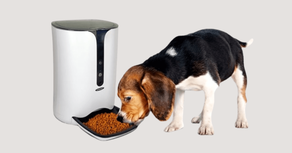 best dog food dispensers