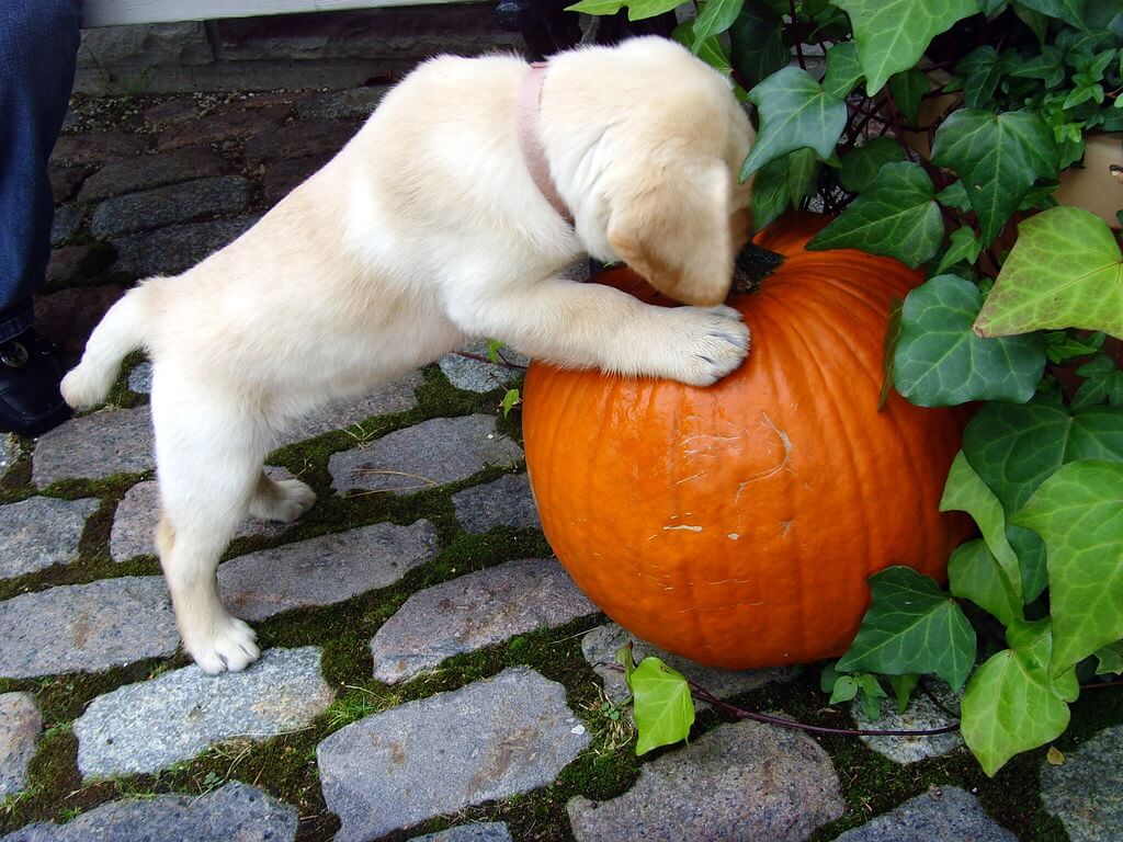  how much canned pumpkin to add to my dogs food