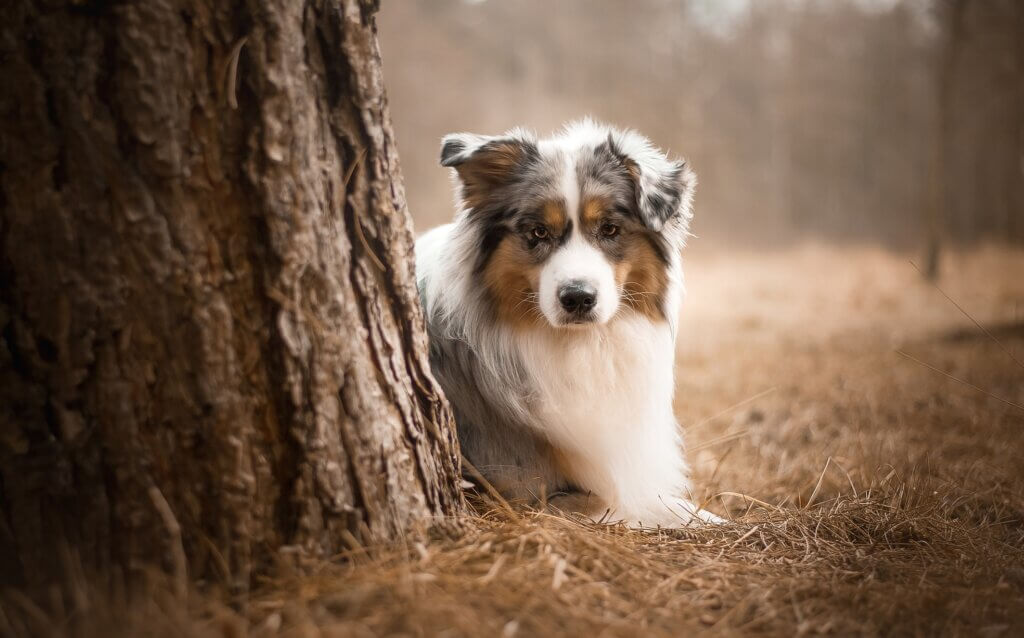 Best Dog Food for Australian Shepherd