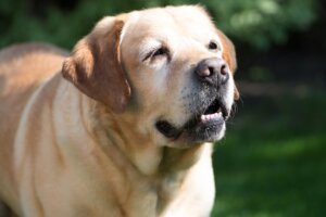 Best Dog Food for Labradors