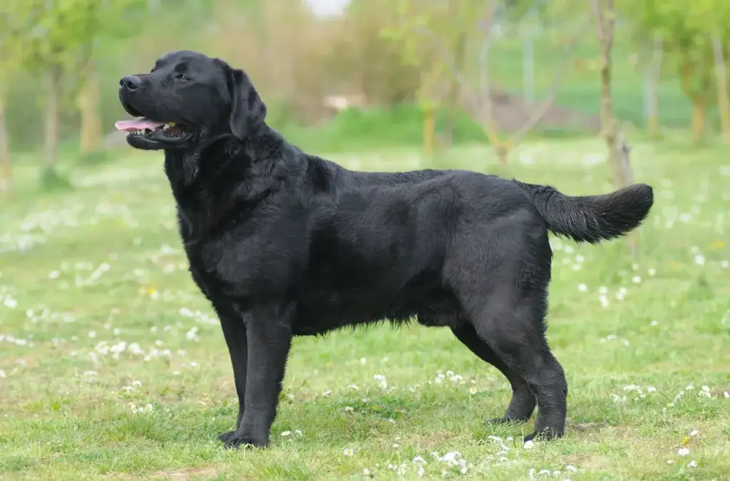 Best Dog Food for Labrador with Sensitive Stomach