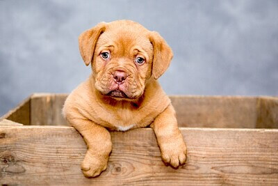  how long can wet dog food sit out in bowl