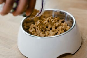 How to Choose Dog Food