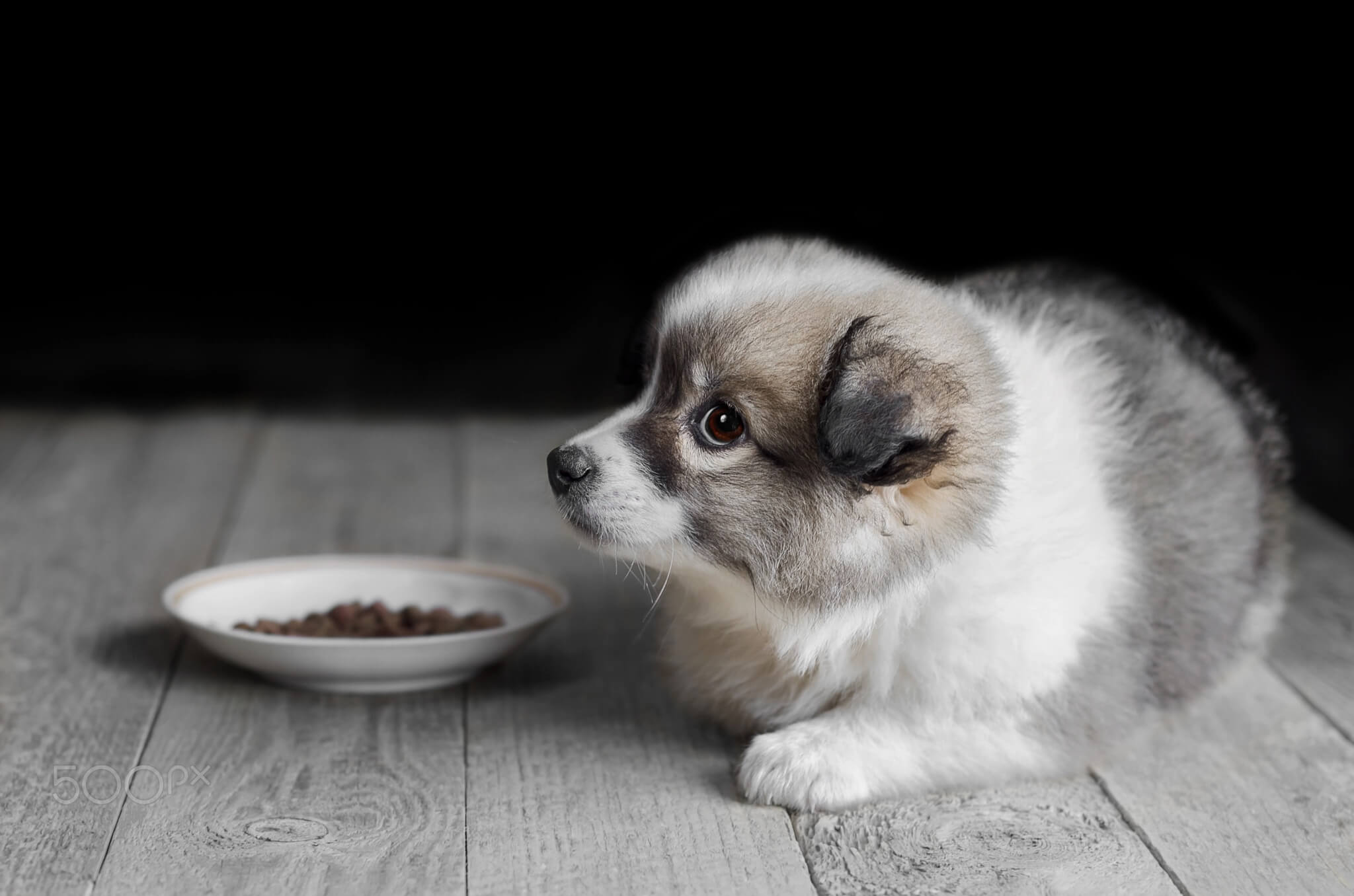  How to Choose Dog Food Based on Age and Size