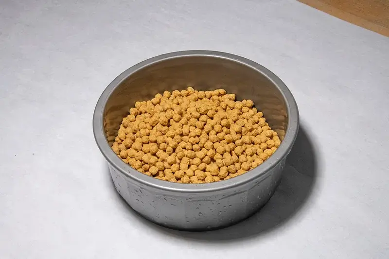 How to Get my Dog to Eat Dry Food