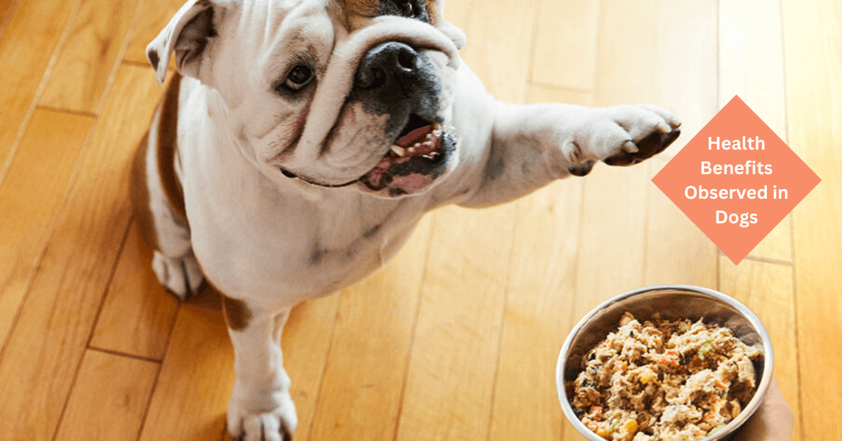  Is Farmer’s Dog Food Worth the Cost