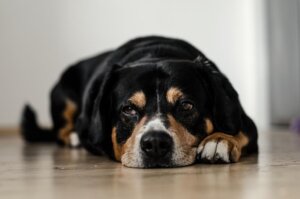 How to Treat Dog Food Poisoning at Home