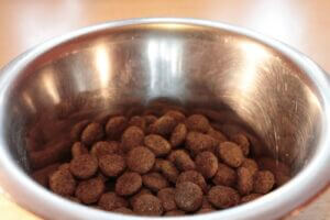  how to i get my dog to eat dry food