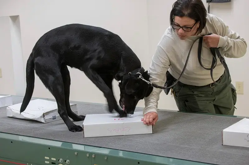 how long does it take a small dog to digest food