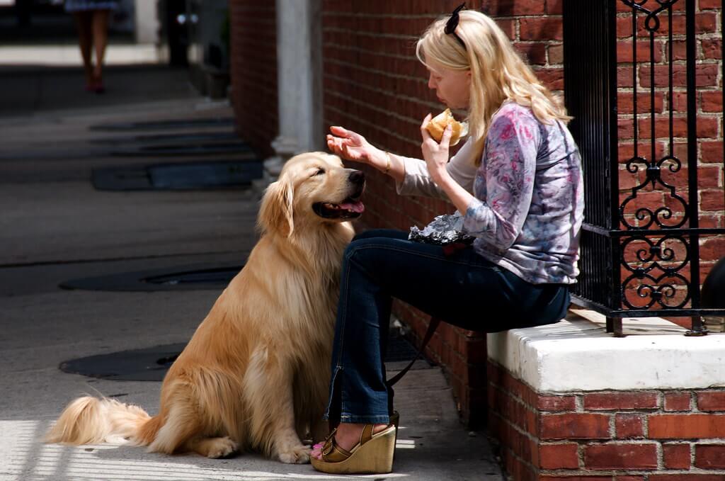  how to get my dog to eat his dry food