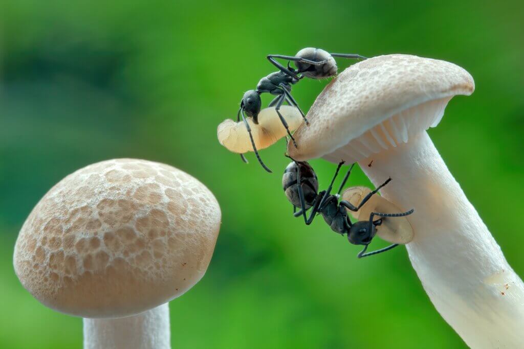  how to keep ants out of dog food outside