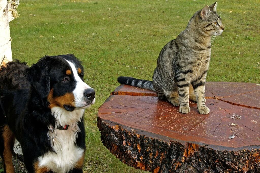  how to keep dog out of cat food