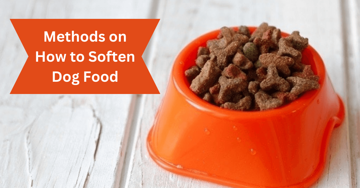  how to make dry dog food soft 