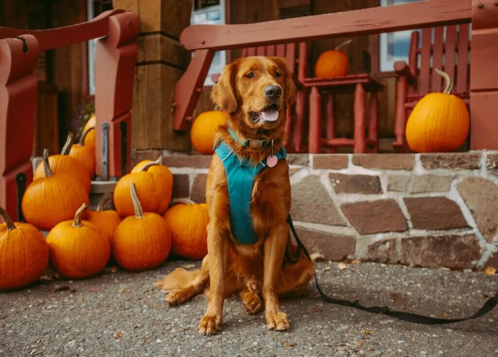  how much pumpkin should i add to my dogs food