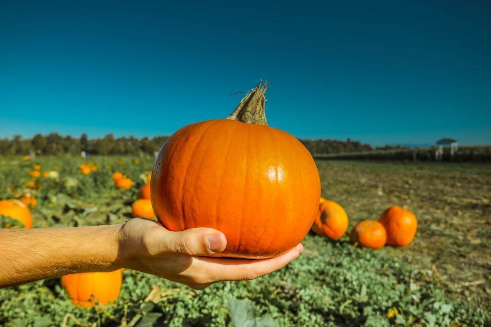  how much canned pumpkin to add to dog food