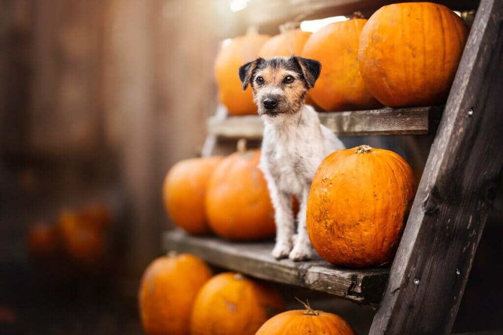  how much pumpkin do i add to dog food
