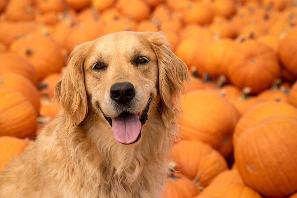 How Much Pumpkin to Add to Dog Food