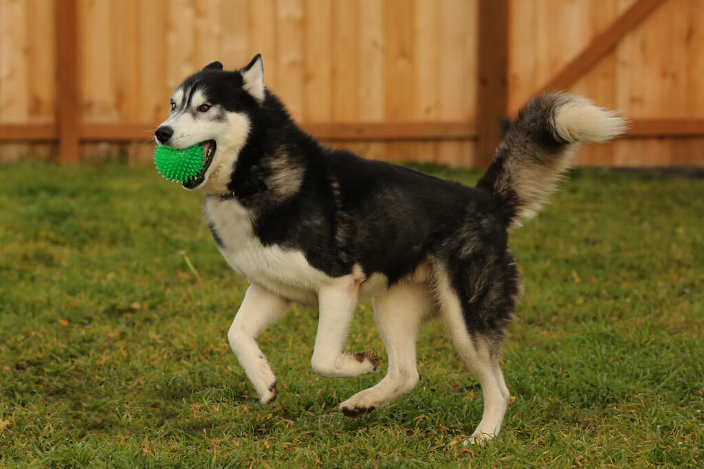 Choosing the right dog food for Huskies 