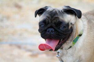 Best Dog Food For Pugs with Skin Allergies