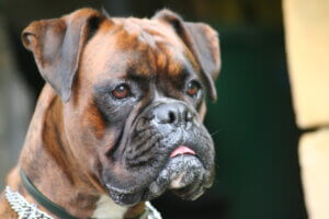 Best Dog Foods for Boxers with Sensitive Stomachs