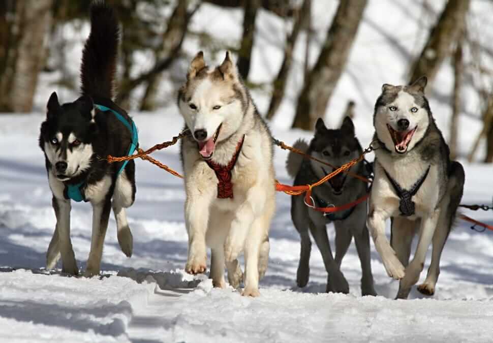 Best high-protein dog food for Huskies