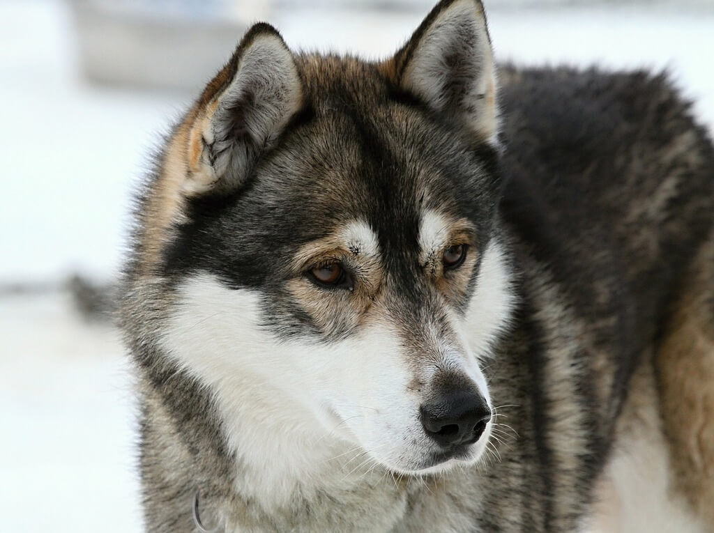 Grain-free dog food options for Huskies