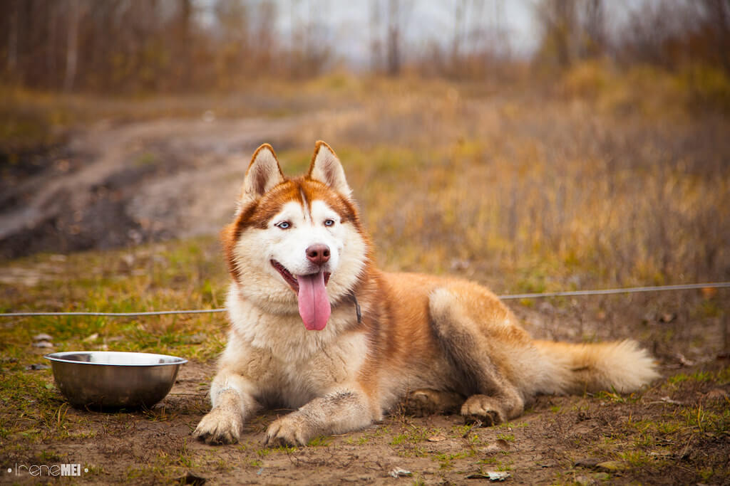 How Much Does Cup of Dog Food Weigh