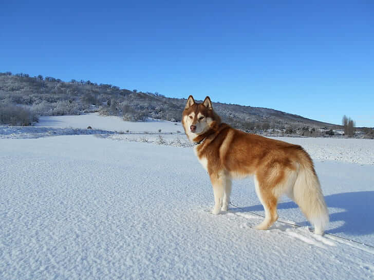 Wet vs. dry dog food for Huskies