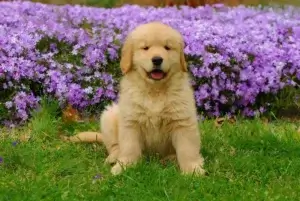 Best Dog Food for Golden Retriever Puppy