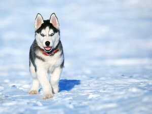 Best Dog Food for Siberian Husky