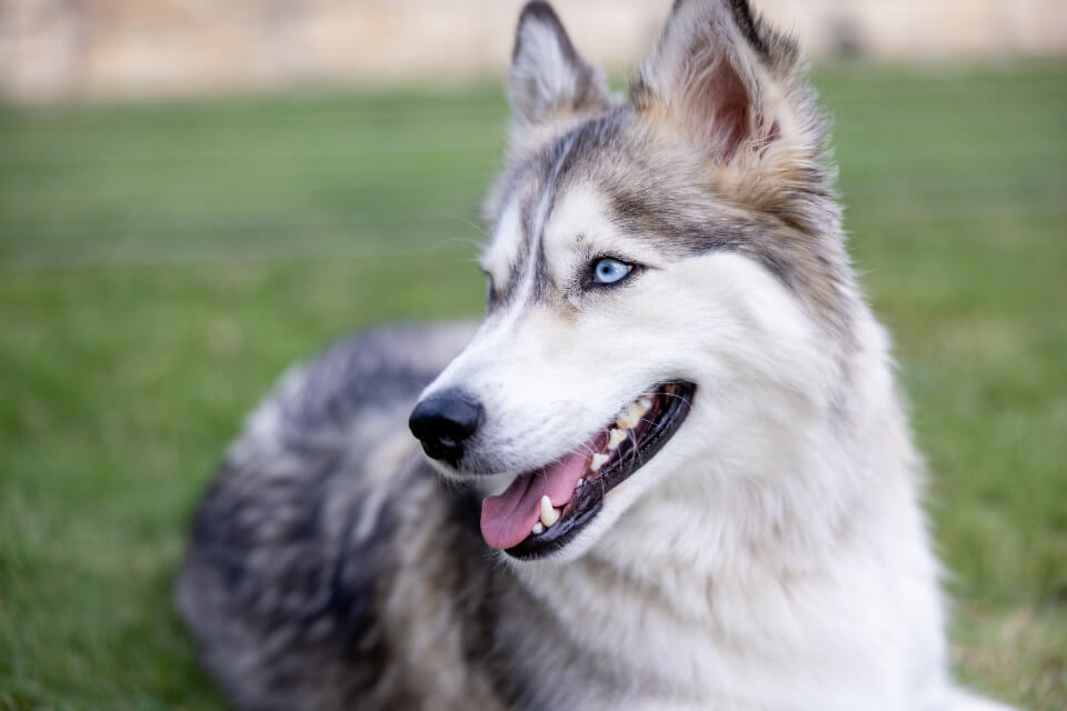 How to choose the best dog food for Huskies