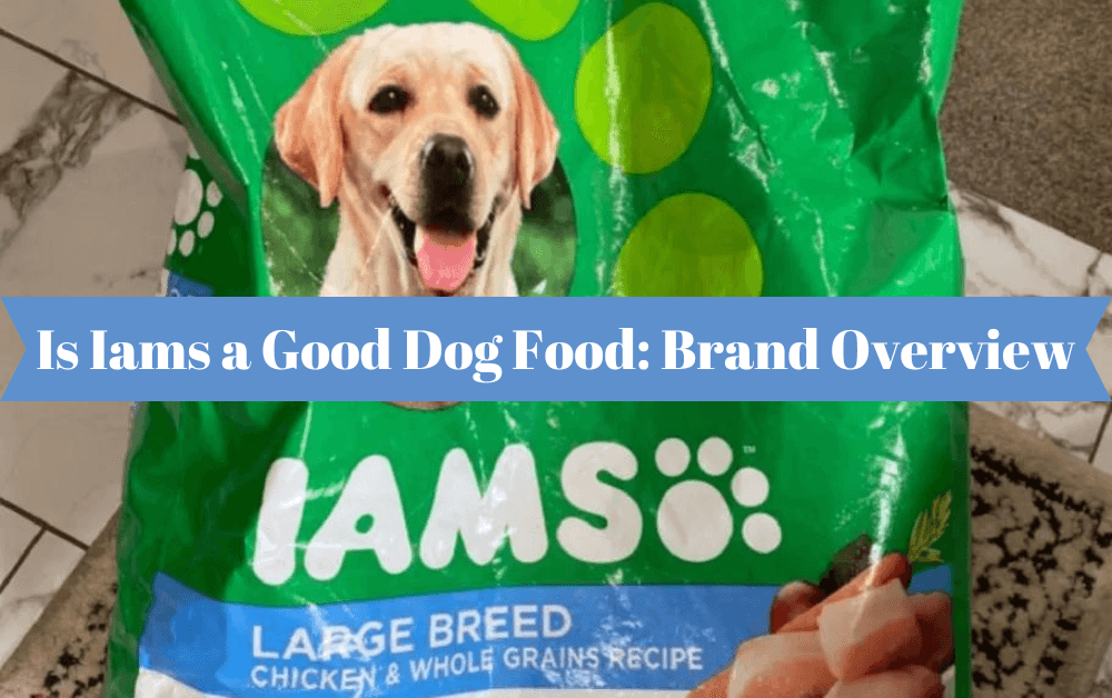 is iams a good dog food brand