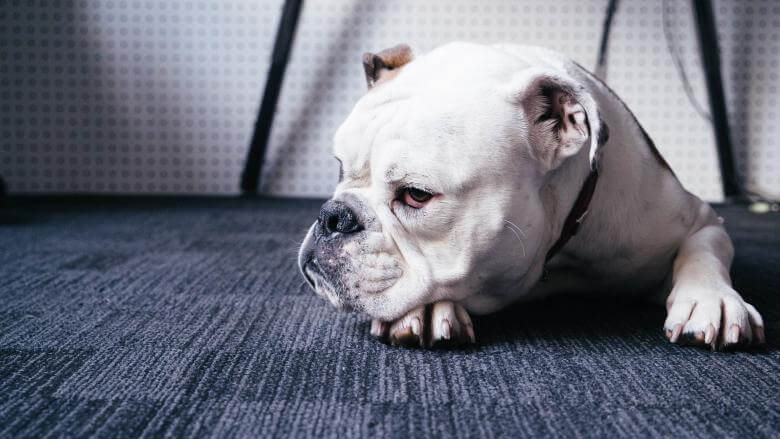 Best Dog Food For Bully Breeds