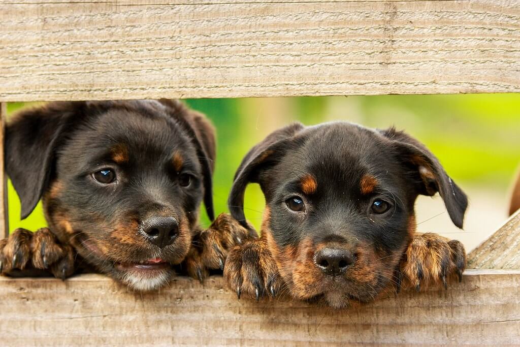 Best Dog Food For Rottweiler Puppies