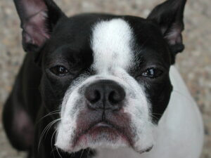 Best Dog Food for Boston Terriers