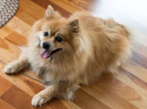 Best Dog Food for Pomeranians