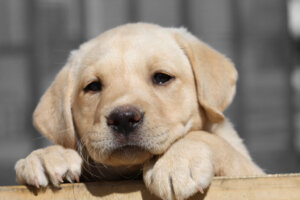 Best Dog food for lab puppies