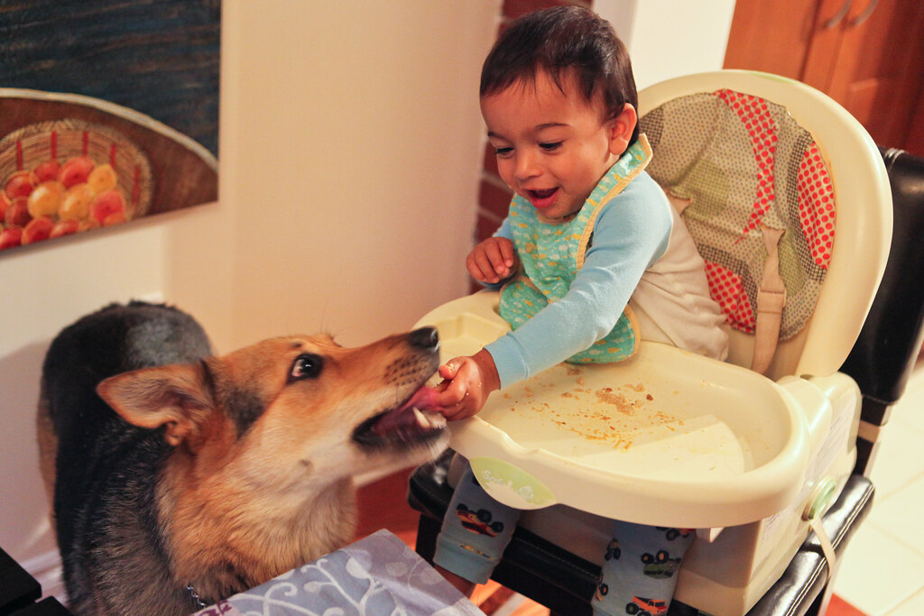 Can Dogs Eat Baby Food