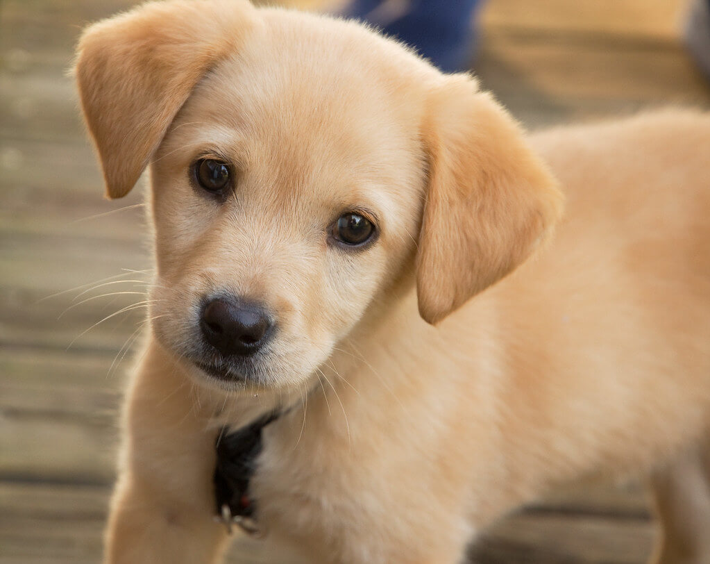 Can puppies eat adult dog food