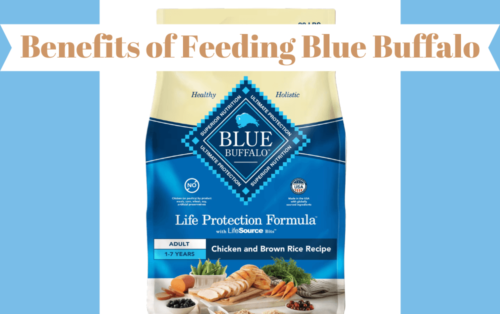 Is blue buffalo dog food good 