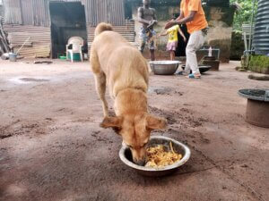 What is Chicken Meal in Dog Food