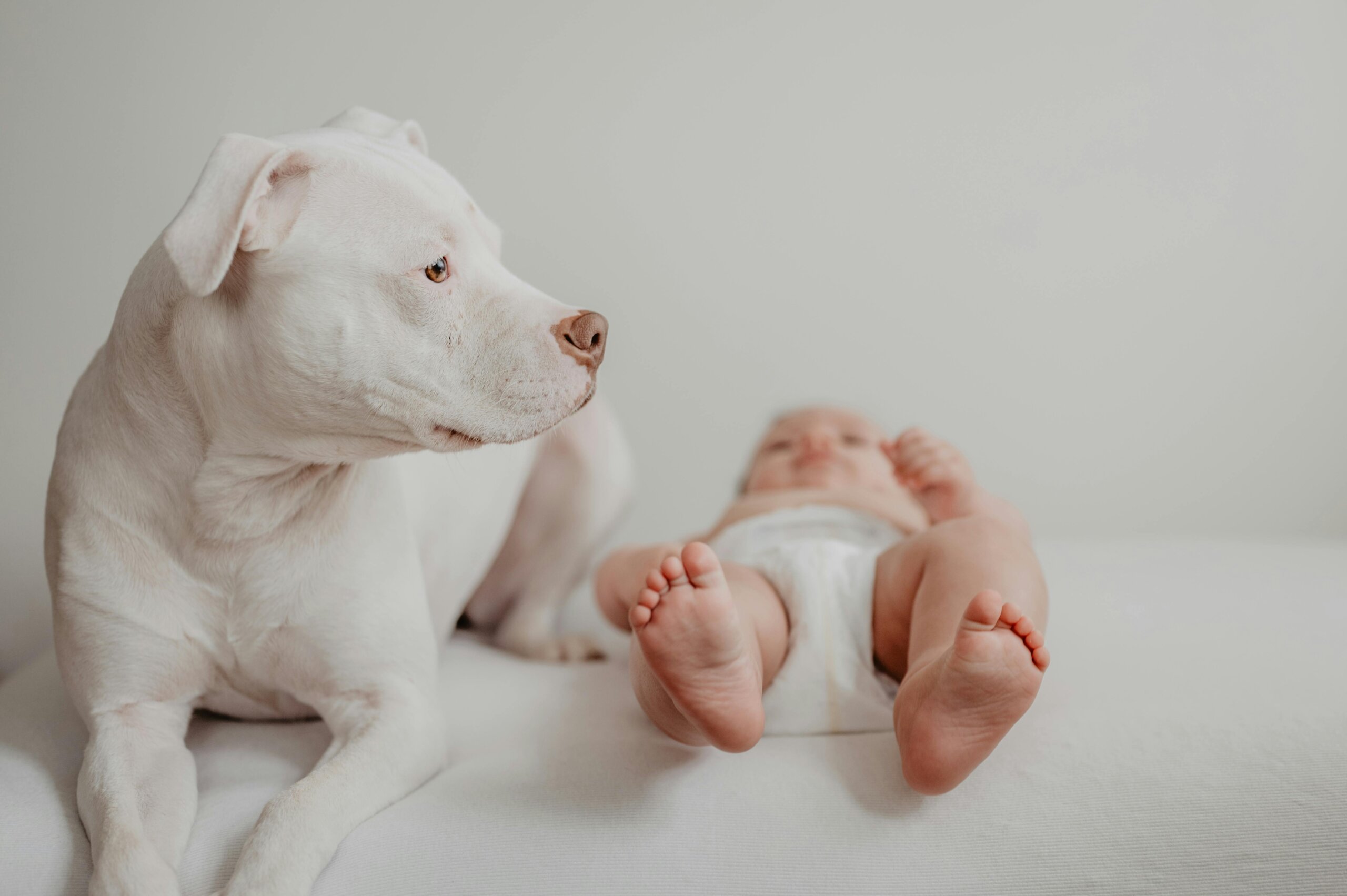 can dogs eat gerber baby food