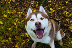 Guide on how to select the best dog food for Huskies